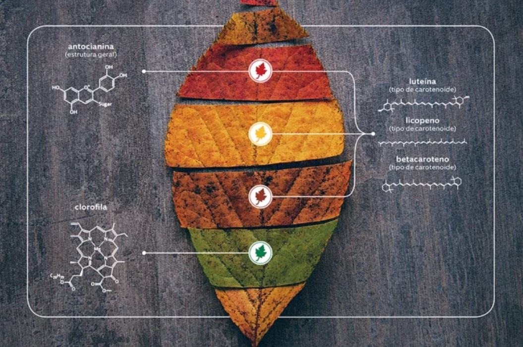 Folha com cores diferentes
